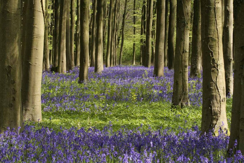 South Downs Bluebell Woods
